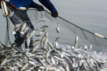 TANZANIE : UN PROJET QUINQUENNAL DE 117 MILLIONS $ POUR STIMULER LE SECTEUR DE LA PÊCHE