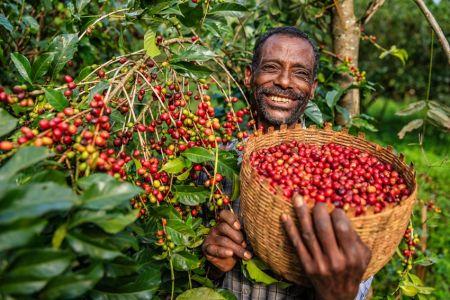 CAFÉ : LA TANZANIE MISE SUR L’IRRIGATION POUR STIMULER SA PRODUCTION