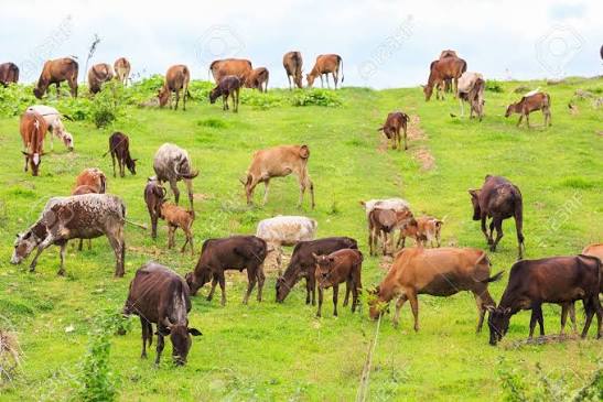COTE D’IVOIRE - GOUVERNEMENT IVOIRIEN DÉMENT FORMELLEMENT LA TAXE DE 3 500 FCFA PAR TÊTE DE BÉTAIL POUR LA TRANSHUMANCE DANS LE NORD