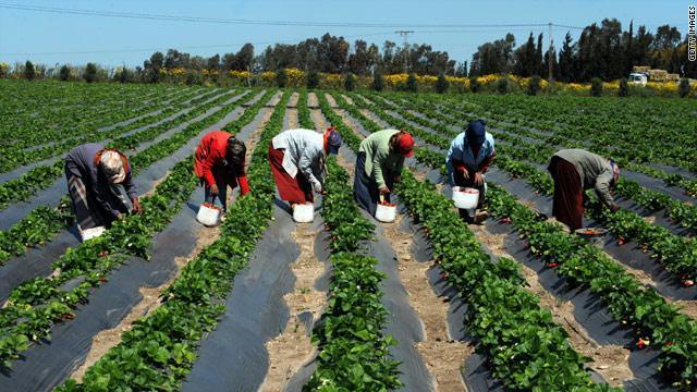 CÔTE D'IVOIRE-SÉCURITÉ ALIMENTAIRE : LE VIVRIER AU CŒUR DES PRIORITÉS