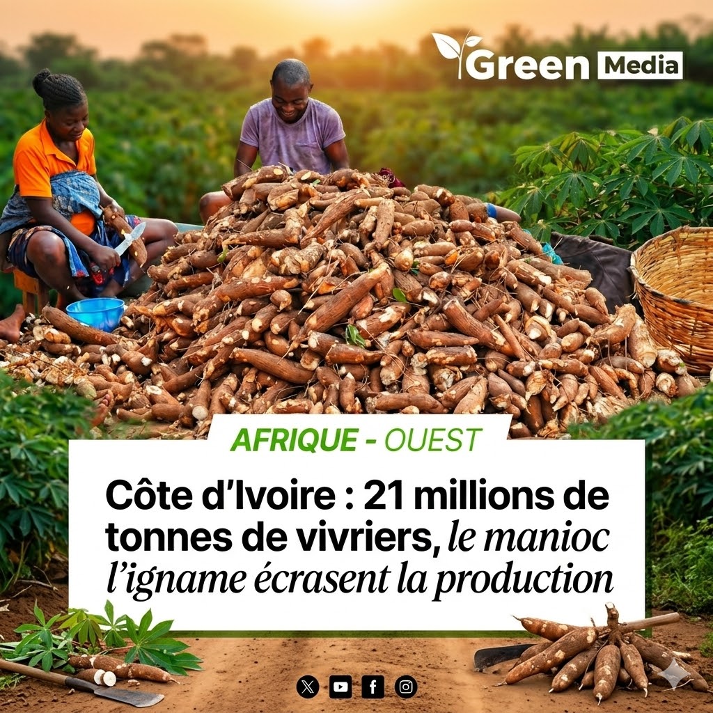 LA CÔTE D’IVOIRE CONFIRME SA DOMINATION EN AGRICULTURE VIVRIÈRE, PORTÉE PAR LE MANIOC ET L’IGNAME