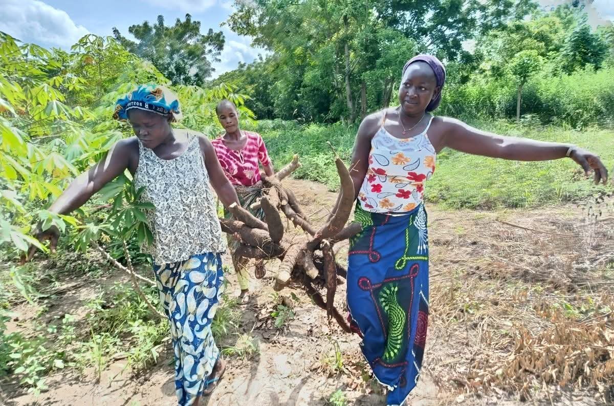 CÔTE D'IVOIRE - LA PRODUCTION AGRO-ÉCOLOGIQUE DU MANIOC SALUÉE PAR LES POPULATIONS DE DIMBOKRO