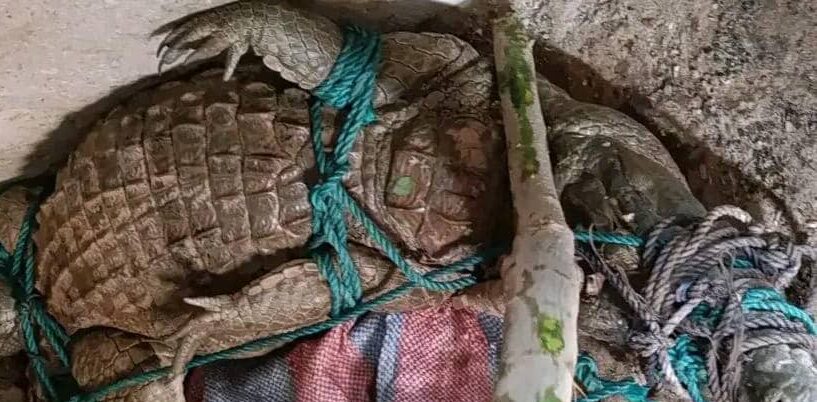 Burkina Faso : un crocodile retrouvé dans un cabaret à Fada N’Gourma