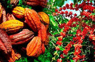 Binôme Cafe- Cacao : Deux filières sous pression : Le Gouvernement ivoirien annonce la création d’un Institut pour renforcer la recherche