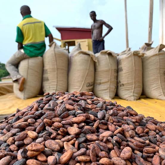 Cacao : le prix payé aux producteurs ghanéens dépasse de 75% celui de Côte d’Ivoire